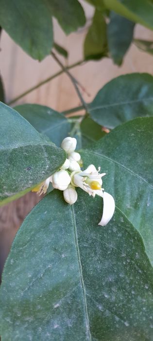 Лайм цитрус плодоноящий.