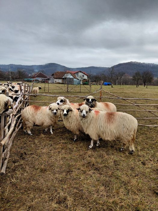 De venzare 5 oi oachese