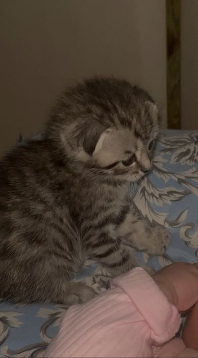 Шотлансий выслоухо