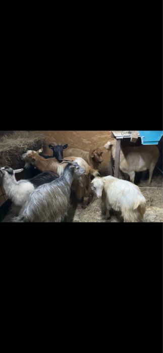 Schimb 8 capre tinere cu oi