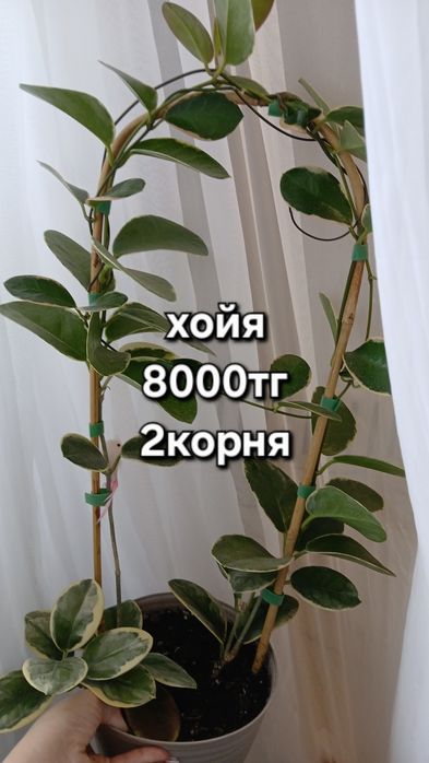 Комнатные цветы разные