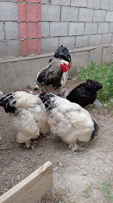 1+2 bramalar sotiladi