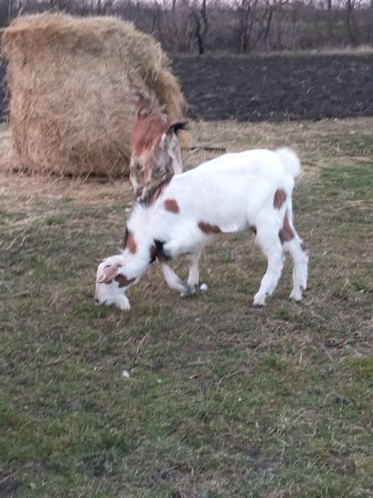 Vând ied tanar 2025