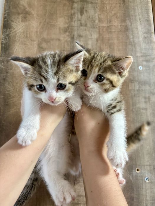 Отдам игривых котят