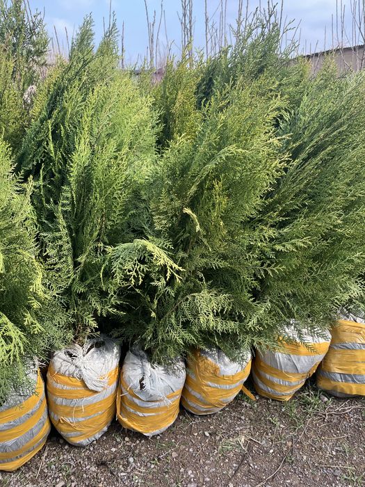 Продам саженцы оптом