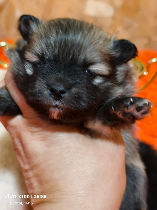 Очаровательные щенки шпица.