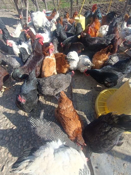 Vând găini si cocoși