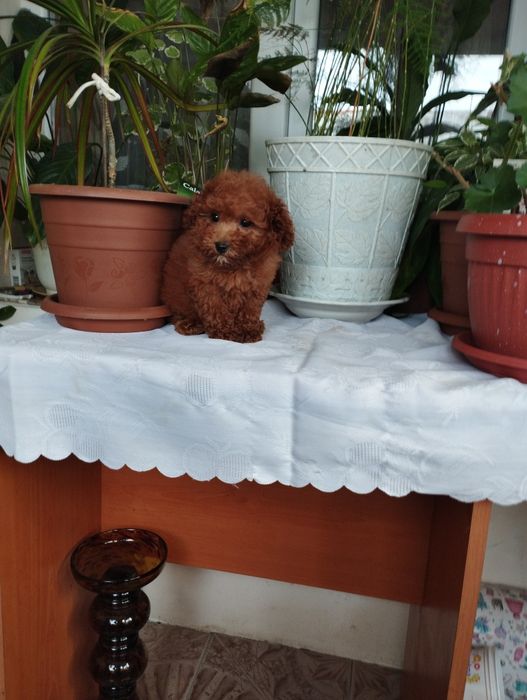 Той Пуделчета  Toy Poodle.