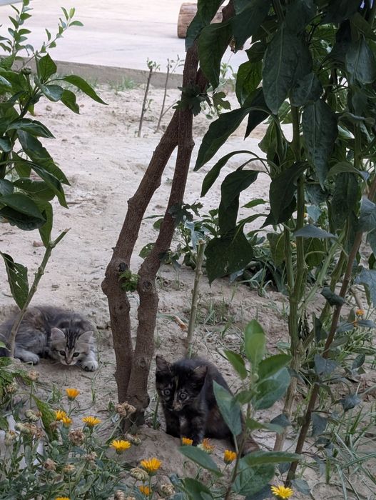 Mushukchalar bepul, yaxshi qo‘llarga beriladi

Mushukch