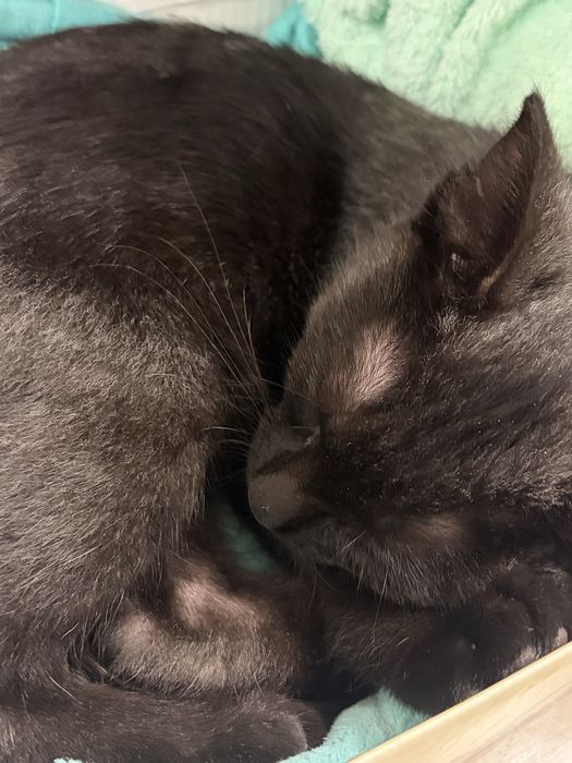 Бесплатно отдаю котенка