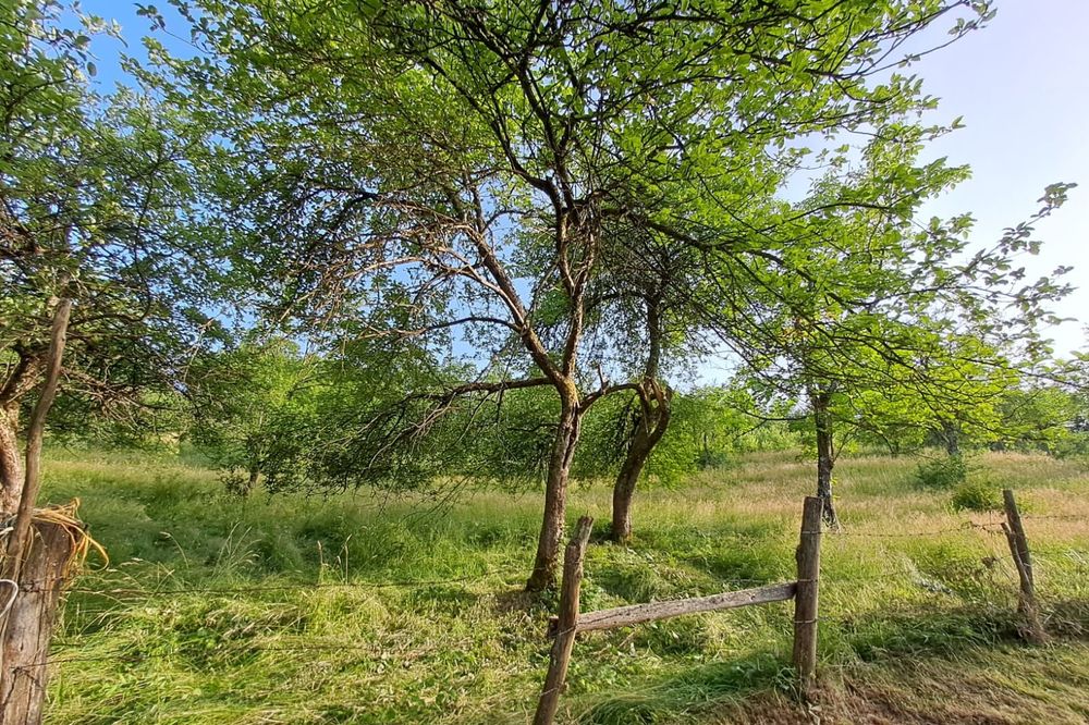 Vand teren cu pomi fructiferi