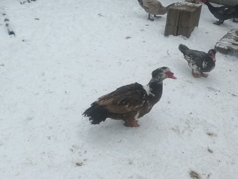 Rățoi Lesesti tineri