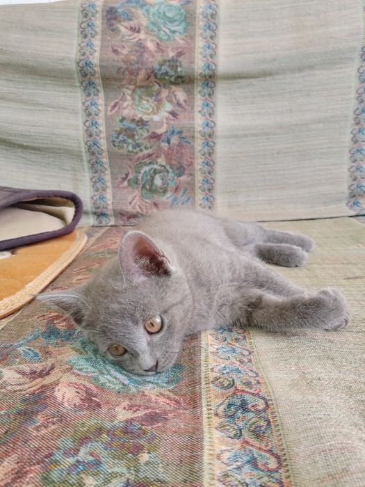 Отдам котенка девочку в добрые руки