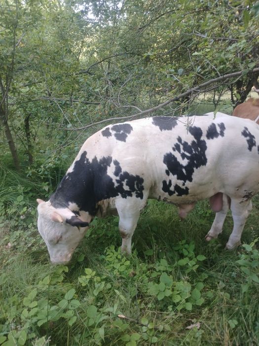 Vând 4 Juninci si un taur belgian