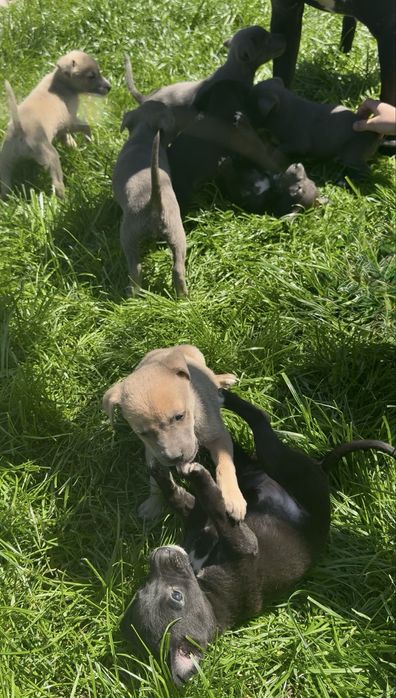 Щенки питбули.