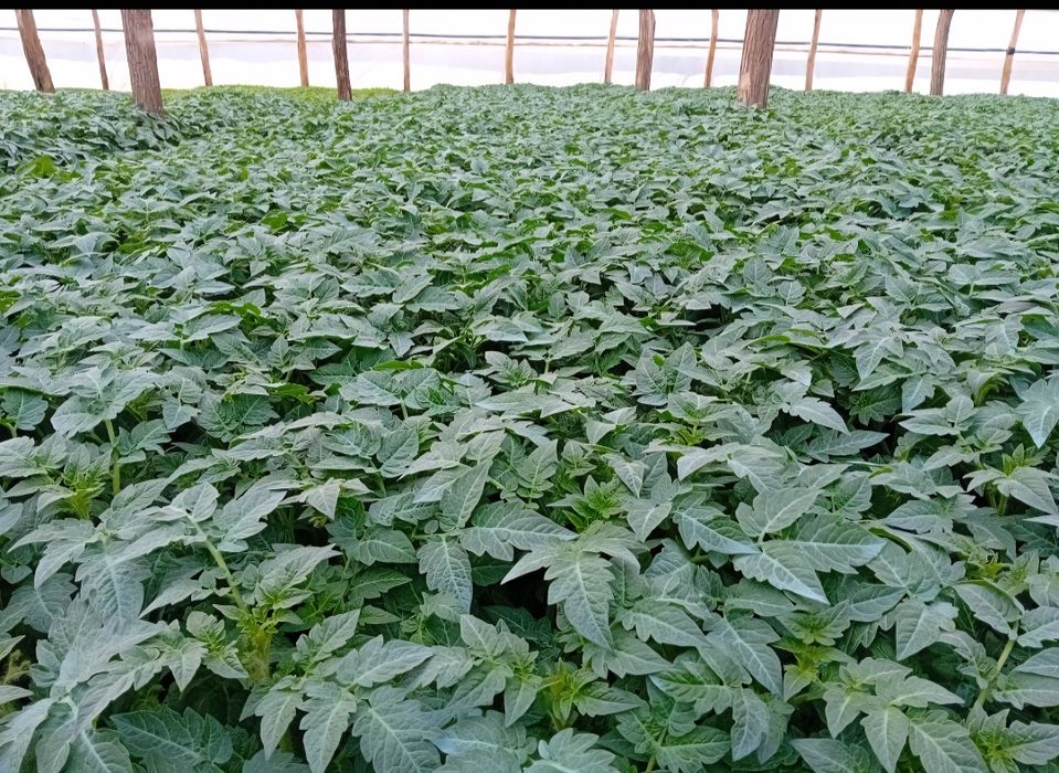 Răsaduri de Răsaduri  la fir