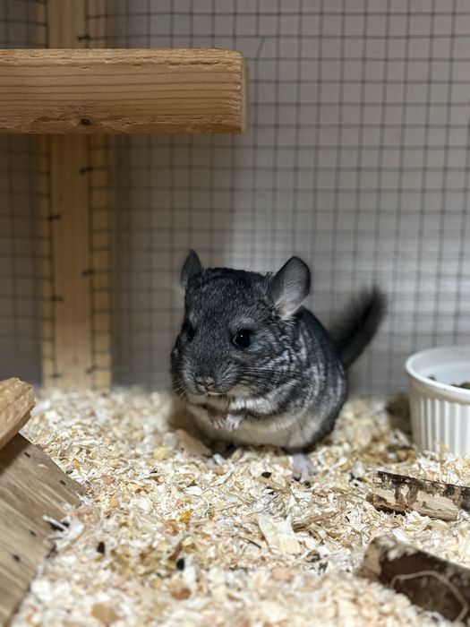 Pui de Chinchilla