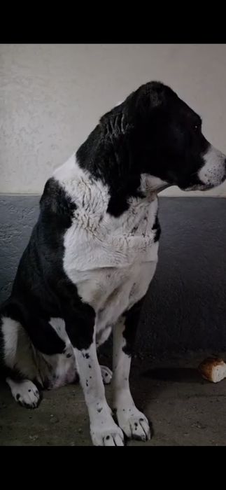 Продам щенка породы Алабай