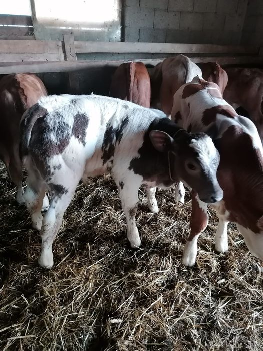 Vând viței încărcați