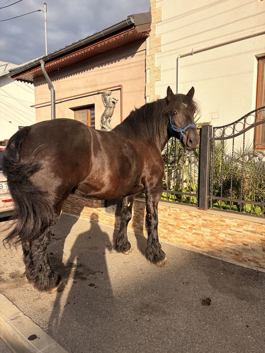 Iapă ardeneza 4 ani