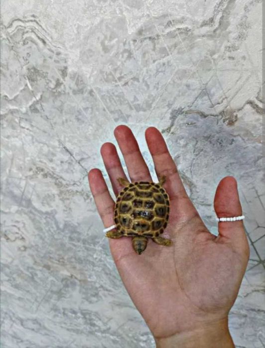 Toshbaqa sotiladi!(Продается черепашки!)