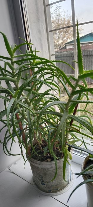 Продам Алой Вера 5и леттней