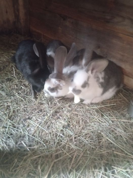 Продам  кроликов