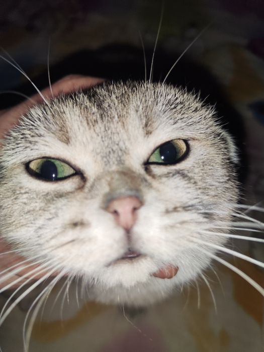 продам кошечку Скоттиш-фолд