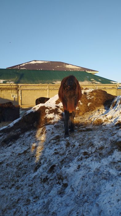 Жеребята,тайчики