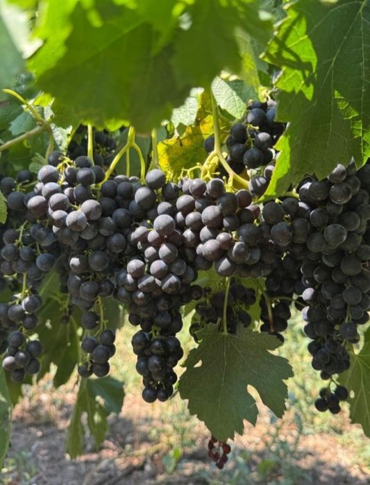 Vând struguri de vin