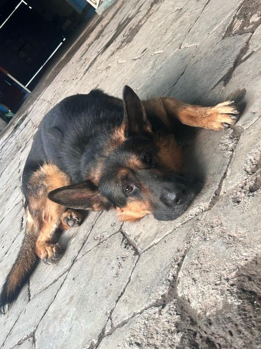 Для Вязка собака немец