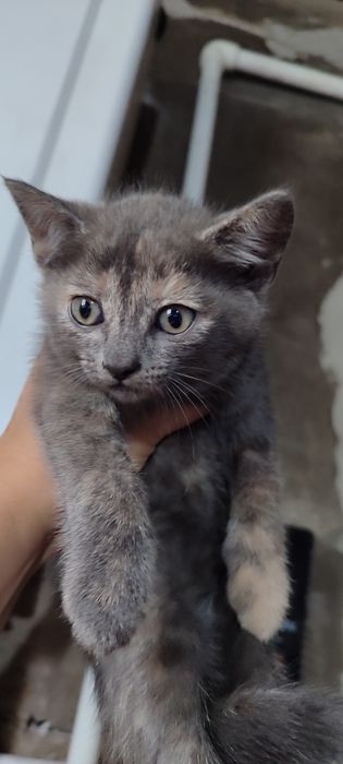 Отдаю котят в добрые руки