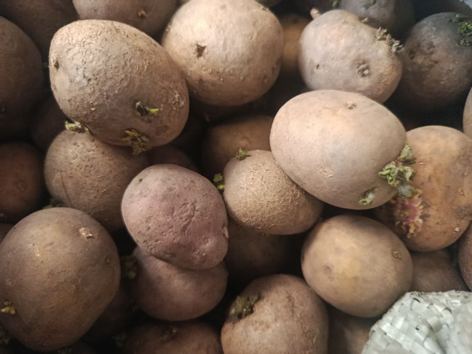 Семенной картофель продам