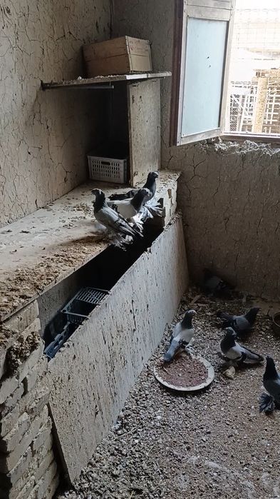 Продам  ронтовых