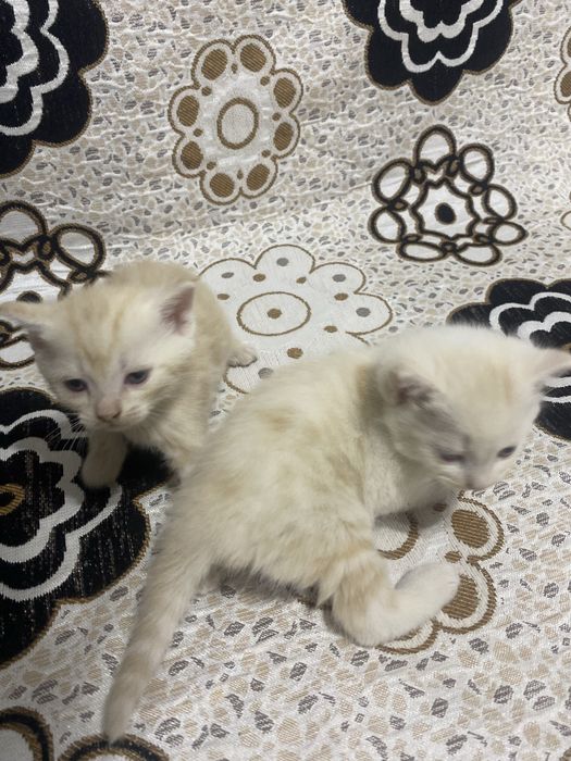 продам котят в хорошие руки!