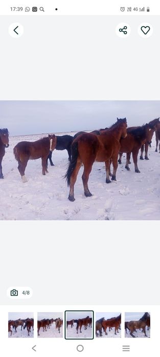 Продам лошади согым.