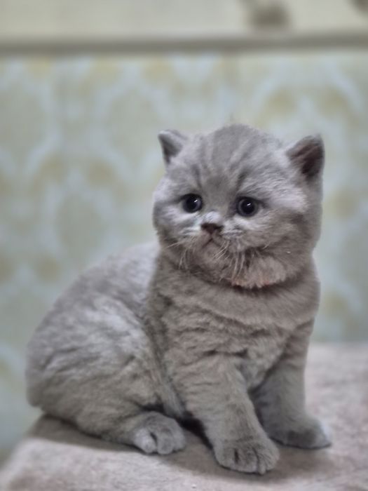 Продаётся  британский котенок
