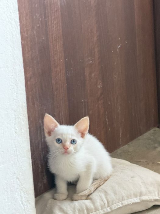 Spre adopție/donare pui de pisică drăgălași și jucăuși