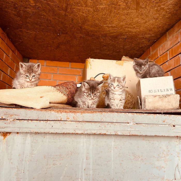 Котята милые и сладкие