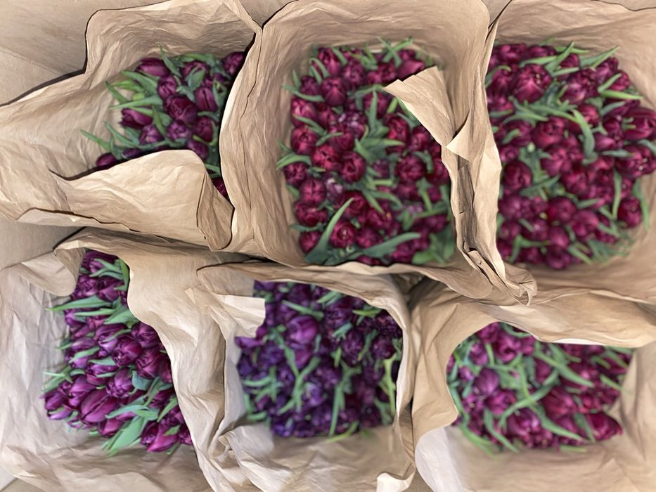 Тюльпаны 1шт 145тг