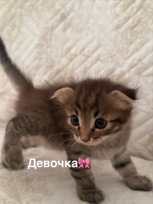 Котята в заботлиые руки