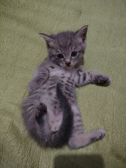 Продаются котята