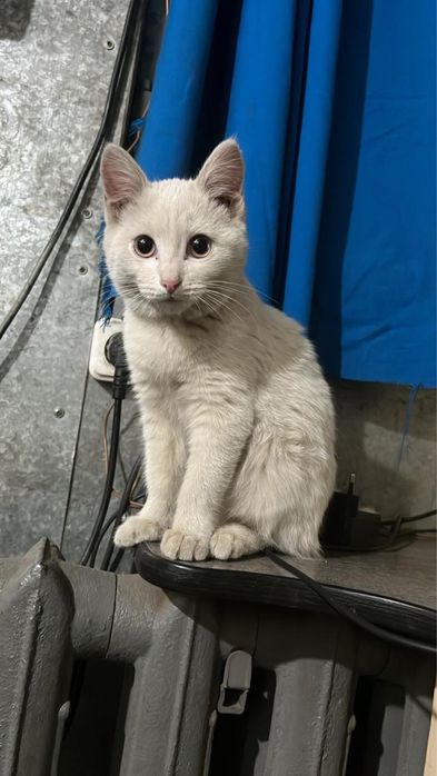 Кошечка в добрые руки