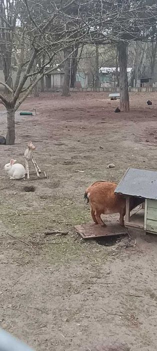 Продавам зайци, петли и патици за консумация + декоративно козле