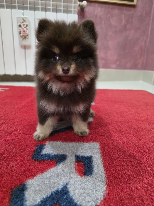 Pomeranian fetita
