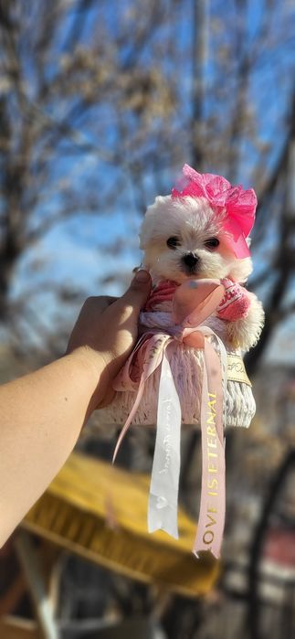 Корейские лупоглазые  мальтизе