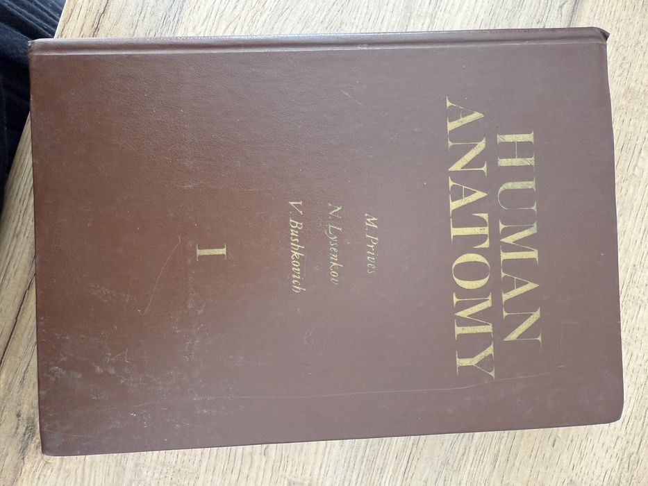 Human anatomy анатомия человека