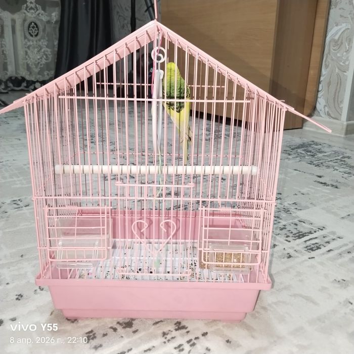 Срочно продам попугай