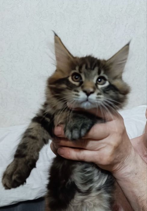 Продам котят Мэйн Кунов