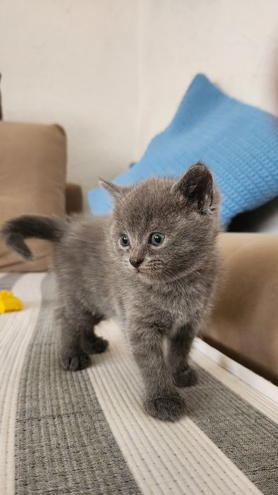 Продаётся  котята skotesh